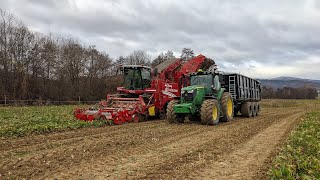 Vyorávanie cukrovej repy s Grimme Maxtron 620.