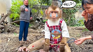 Monkey PiPi was injured all over his body and cried for help miserably.