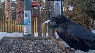 Common Raven Tastes The Offerings At The Ontario FeederWatch Cam – Jan. 4, 2025