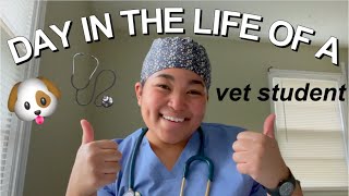 VET SCHOOL VLOG *day in the life of a 3rd year vet student: junior surgery!*