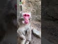 【高尾山さる園】ワサビくんのモグモグタイム【snow monkey】