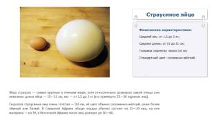 Сколько весит страусиное яйцо
