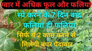 ग्वार/guar में अधिक फूल व फलियों के लिए क्या करें।सिर्फ 7 दिन में फलियों की संख्या दोगुनी करें।#guar