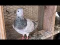 my pigeons tipplers 2024