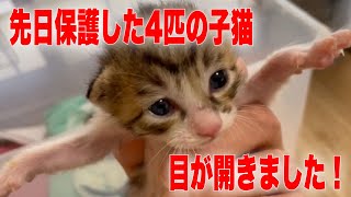 お目々が開き始めたかわいいベビ猫4匹をご覧ください！【4kittens ＋YOICHI】