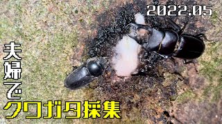 5月ってクワガタ採れるの？！　[夫婦で昆虫採集日記]