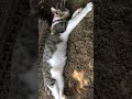 【猫】涼しい場所を探せたみたいです。 shorts cat