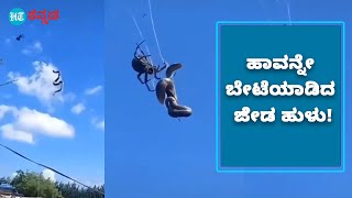 ಹಾವನ್ನೇ ಬೇಟೆಯಾಡಿ ಬಲೆಗೆ ಕೆಡವಿದ ಜೇಡ ಹುಳು!