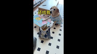 假装不给狗子吃饭 #戏精狗 #狗粮