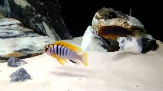 Labidochromis Hongi fighting