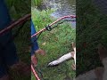 lmab kofi perch double pike shorts