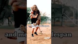 Men Lion vs Female Lion lifespan #shorts