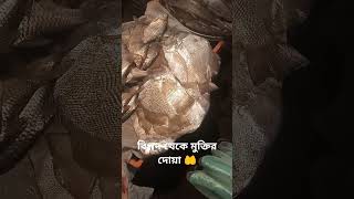 এই মাছের নাম কি ? #dua #fish #market #Barishal