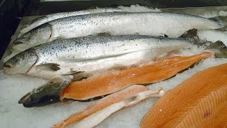 The FDA approved genetically modified salmon for the first time