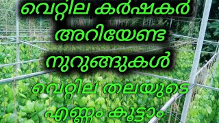 വെറ്റില തണ്ട്  അഴുകിയും പൂപ്പൽ വന്നും  കുറച്ചൊക്കെ പോകും.. എന്നാലും വിഷമിക്കേണ്ട.. ശരിയാക്കാം.