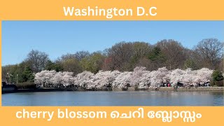 VLOG: Cherry Blossom | Washington DC | ചെറി ബ്ലോസ്സം | വാഷിംഗ്‌ടൺ ഡി.സി | English Subtitles