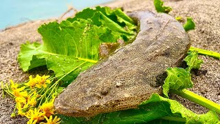 30km続く砂浜を永遠と歩いてでも高級刺身を味わいたい