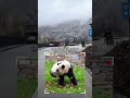 2025.2.23神树坪又下雪🌨️了，福宝你看到了吗 大熊猫 大熊猫福宝 fubao panda