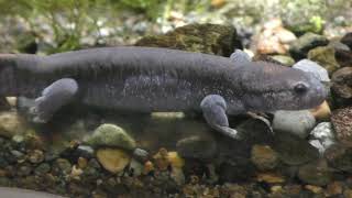 カスミサンショウウオ (世界淡水魚園水族館 アクア・トト ぎふ) 2019年1月25日