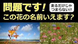 【トレラン】この花の名前わかりますか? クイズ