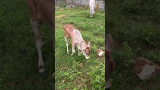 #gomatha #mothercow #calf #enjoying #forecastlove in #garden