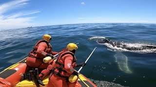 Station 8 - Whale Disentanglement Call March 2022