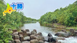 【渓流ルアー】驚愕！ニジマスの魚影が下流と上流で大違い！短時間でもツ抜け達成【北海道遠征⑥】