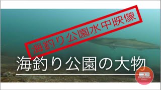 海釣り公園水中映像