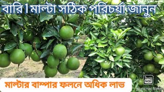 বারি 1 মাল্টা চাষে সঠিক পরিচর্যা জানুন | মাল্টা চাষে অধিক ফলন | ১৬ শতাংশ জমিতে মাল্টা বিক্রি ৪ লাখ