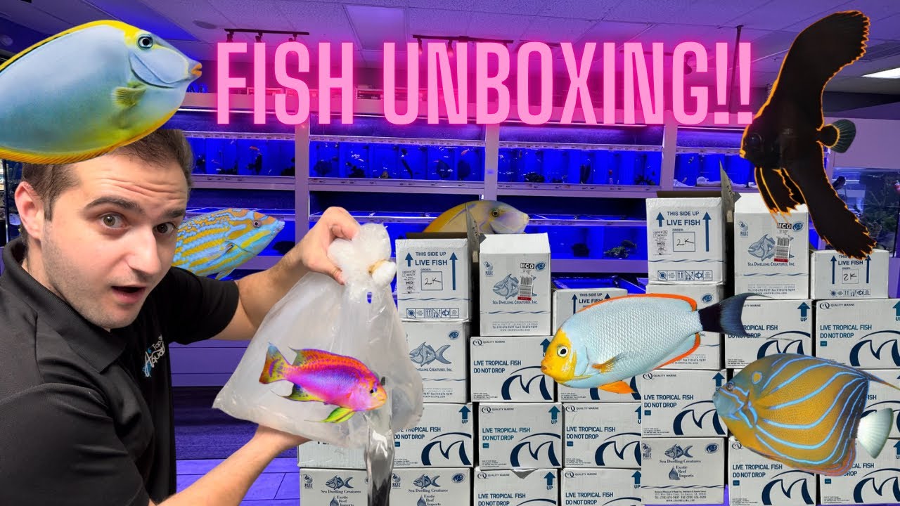 Insane Rare Fish Unboxing Youtube