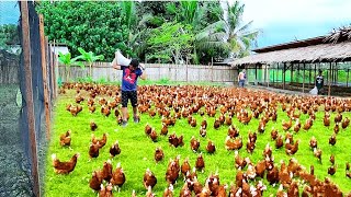 Genius Method For successful Free Range chicken Farming