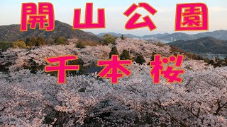 今治市伯方島開山公園で桜満開散歩　愛媛県今治市