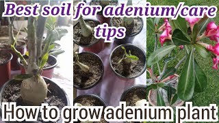 #vlog62 How to grow Adenium plants/best soil for adenium/care tips