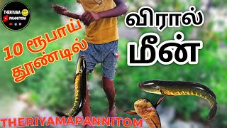 விரால் மீன் 🐟 வேட்டை  Murrel fish 🐟 videos Tamil fishing videos Tamil #fishingvideo #fishing