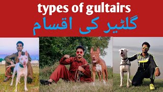 types of gultairs?... gultair kee iksaam... gultair breed expert..ustad noman Khan...best video ever