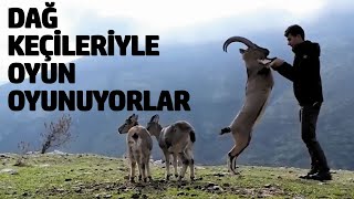 Dağ keçileri köyde insanlarla birlikte yaşıyor