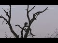 safarilive sunrise safari 07 august 2024