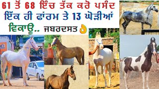 61ਤੋਂ ਲੈ ਕੇ 68ਇੰਚ ਤੱਕ ਇੱਕ ਹੀ ਫਾਂਰਮ ਤੇ 13 ਘੋੜੀਆਂ ਵਿਕਾਊ ਆ,ਵੱਡੀਆਂ ਘੋੜੀਆਂ ਦੇ ਸ਼ੌਕੀਨ ਕਰੋ ਪਸੰਦ#aamtonkhaas