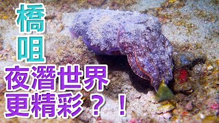 香港夏季潛水船潛夜潛 | Hong Kong Summer Night Diving | 香港サマーナイトダイビング