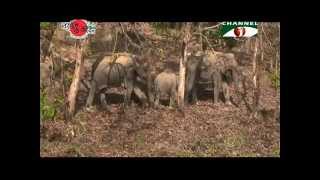 Nature and Life - Episode 170 (Endangered Mammals of Bangladesh) Part-1