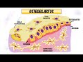 histologia do tecido ósseo células matriz osso maduro e imaturo medicina veterinária