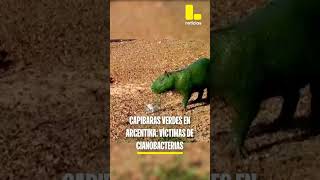 Capibaras verdes en Argentina son víctimas de cianobacterias