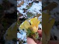 Зимние грибы ❄️Гигрофор поздний бурый.🦑 Мокрица hygrophorus hypothejus. Эукариоты. Грибы России.