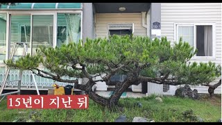 15년이 지난 뒤(2021.6.19)                                        우림조경(010-4525-0077)