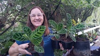 SECRETS OF MARANTA ZEBRINA CULTIVATION