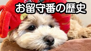 【ちゃちゃまるがお留守番マスターになるまで🐶🚩】#ペキプー #ペキニーズ #トイプードル #ミックス犬 #子犬 #犬動画 #かわいい犬 #dog #いぬ #いぬのいる生活