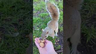 Feeding the wild squirrels with some almonds