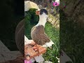 cute duck u0026 sound.. সুন্দর হাঁস animals shortvideo