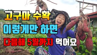 고구마 수확하면서 이렇게 해주면 내년까지 끄떡 없습니다.