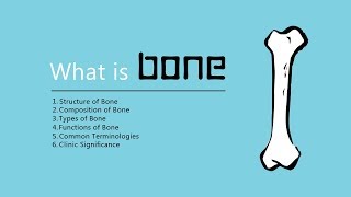 What is a Bone?